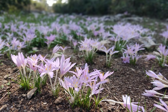 חניון בר גיורא פריחת סתווניות היורה
