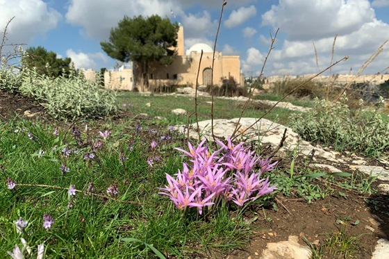 גבעת התנ״ך פריחת סתווניות היורה