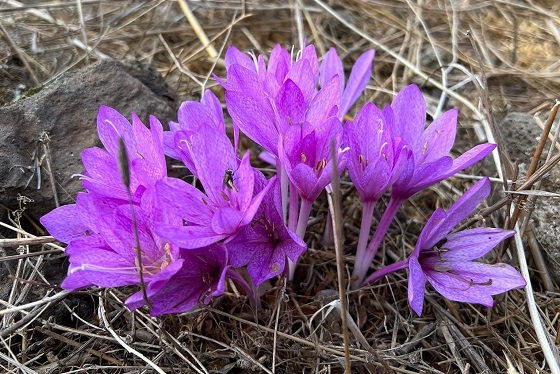 פריחת סתווניות בבריכת בראון בצפון רמת הגולן