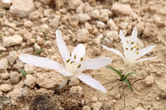 סתווניות טוביה בקדר דרום