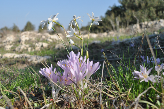 סתווניות היורה ונרקיסים סתווים בחורבת מלח