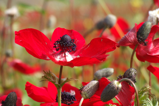 כלניות פורחות סביב תל גמה בנגב המערבי