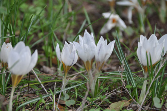 פריחת כרכומים בהר תבור