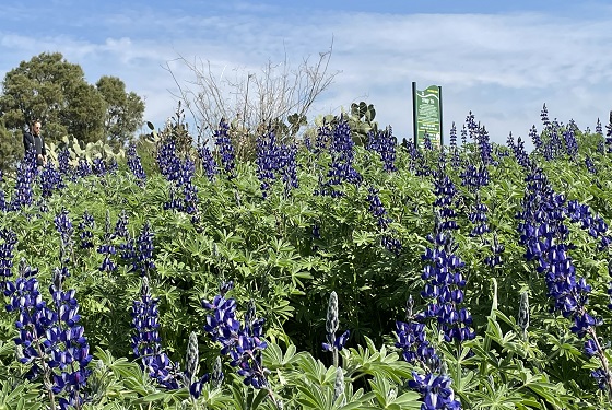 תורמוסים פורחים בצפיפות בתל קטרה - מישור החוף הדרומי