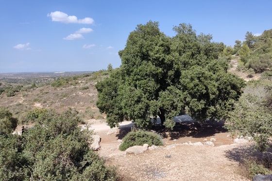 תל שקלון בפארק בריטניה - השפלה