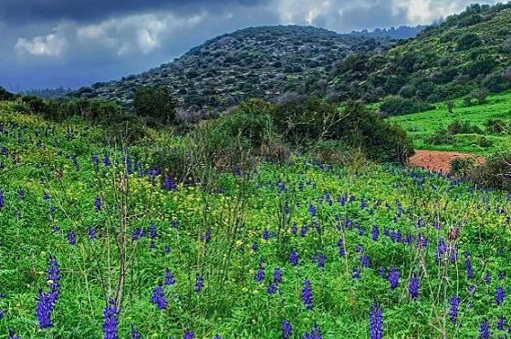 תורמוסים בהמונים פורחים בתל שוכה, גבעת התורמוסים בעמק האלה - השפלה