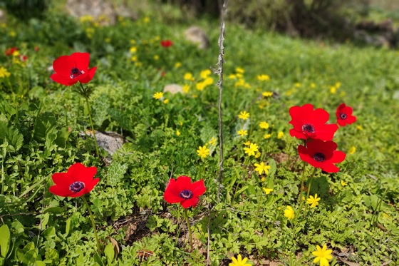 כלניות פורחות ביער בית קשת - הגליל התחתון