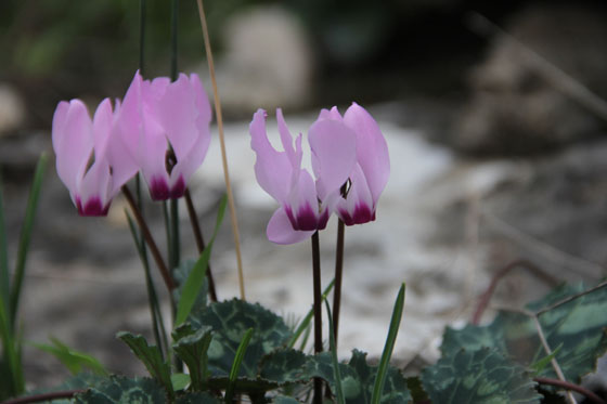 רקפות בפריחה בדרך ליערות הכרמל