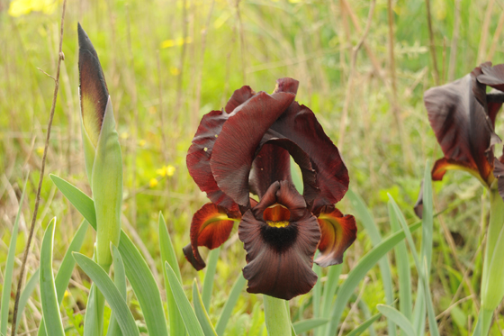 איריס ארגמן בפריחה סמוך לבית חנן - מישור החוף הדרומי