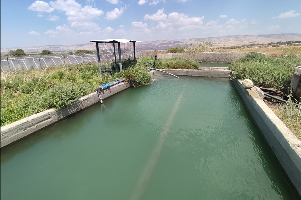 הבריכה המלבנית הצלולה של עין אשר