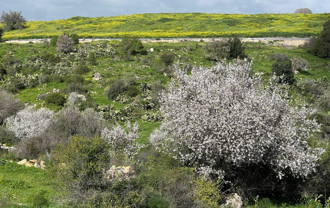 פריחת עצי השקד בפארק בריטניה