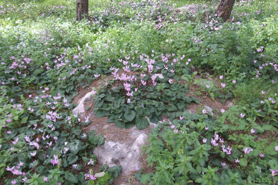רקפות פורחות בצפיפות תחת החורש ביער חרובית - השפלה