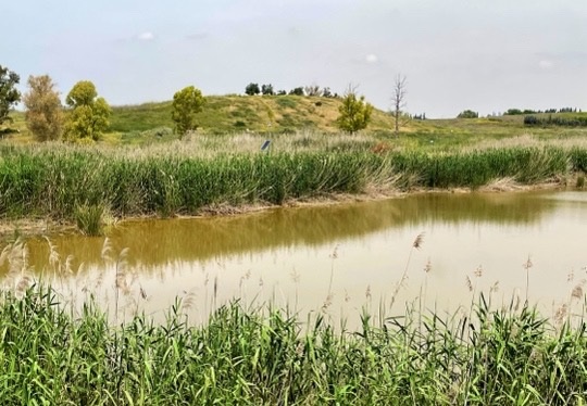 שמורת מעיינות גיבתון - השפלה