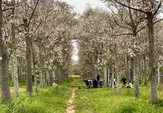 שדרת עצי פאולינה בנצר סירני