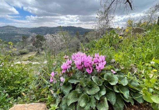 רקפות פורחות בשולי יער הנופלים בהר איתן, סמוך לאתר הסטף - הרי יהודה