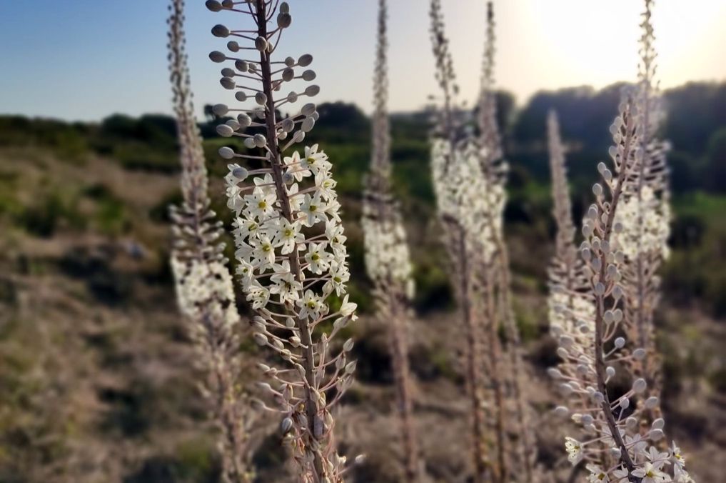 חצבים בפריחה בשמורת אודים