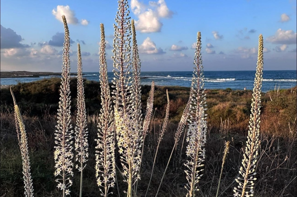 פריחת חצבים מרשימה במישור החוף