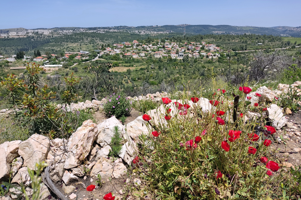 כלניות פורחות בשביל המטוס, סובב הר איתנים - הרי יהודה