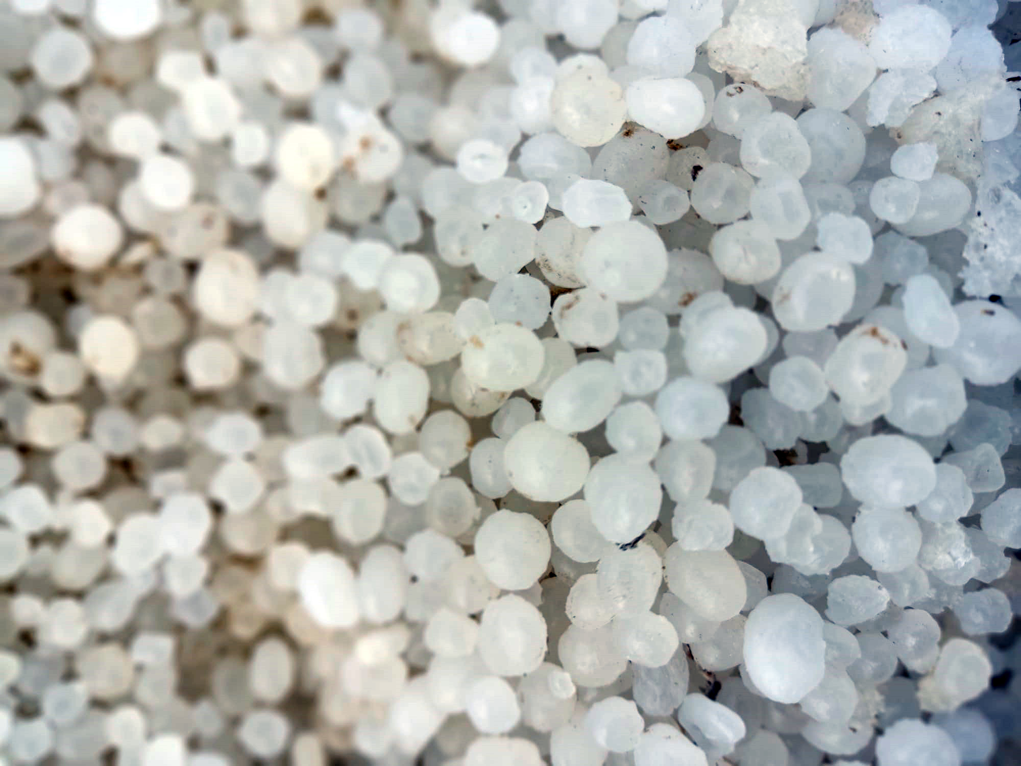 פניני מלח בטיול עוגות ים המלח