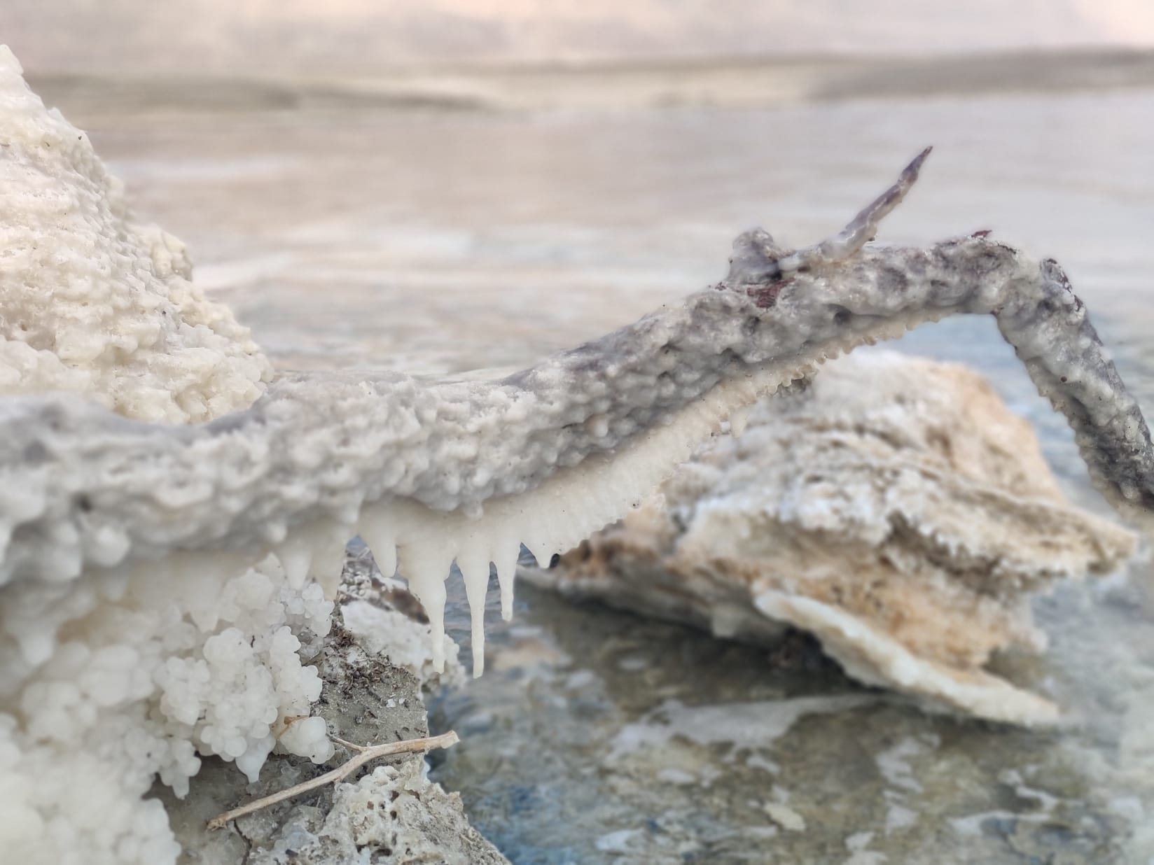 עצים מצופים בטיול עוגות ים המלח