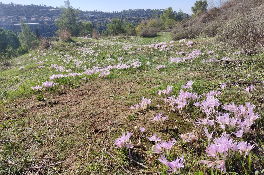 סתווניות היורה פורחות בתל כסלון - הרי יהודה