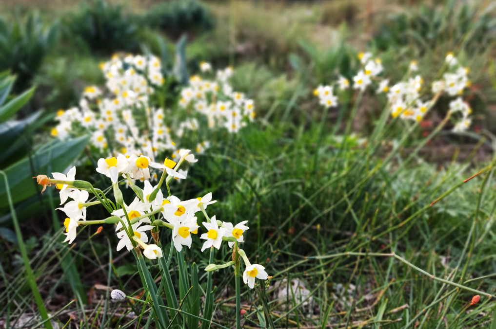 נרקיסים פורחים בשמורת אודים - מישור החוף