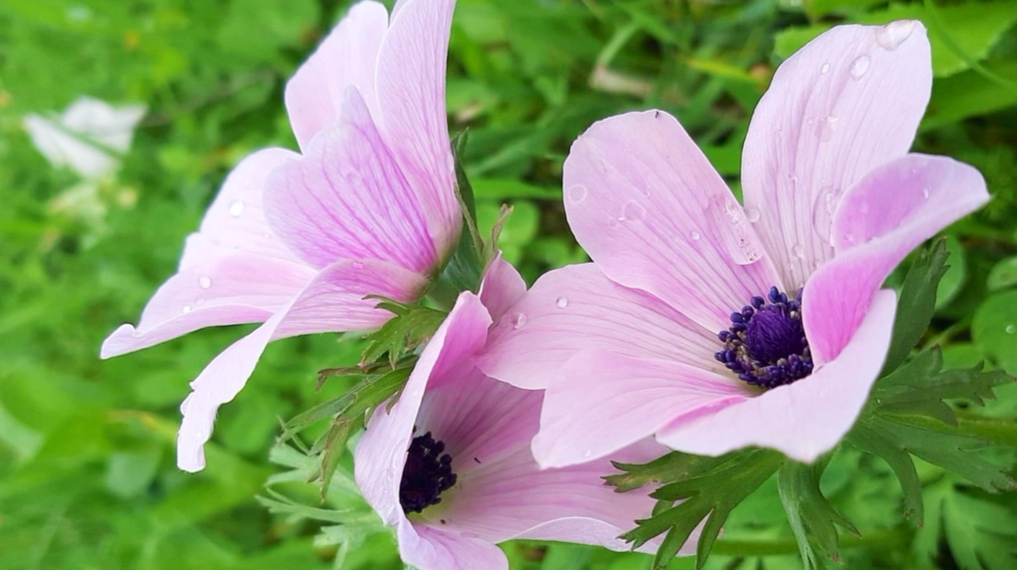 כלניות צבעוניות פורחות בשטח פינות ההנצחה ברמות מנשה