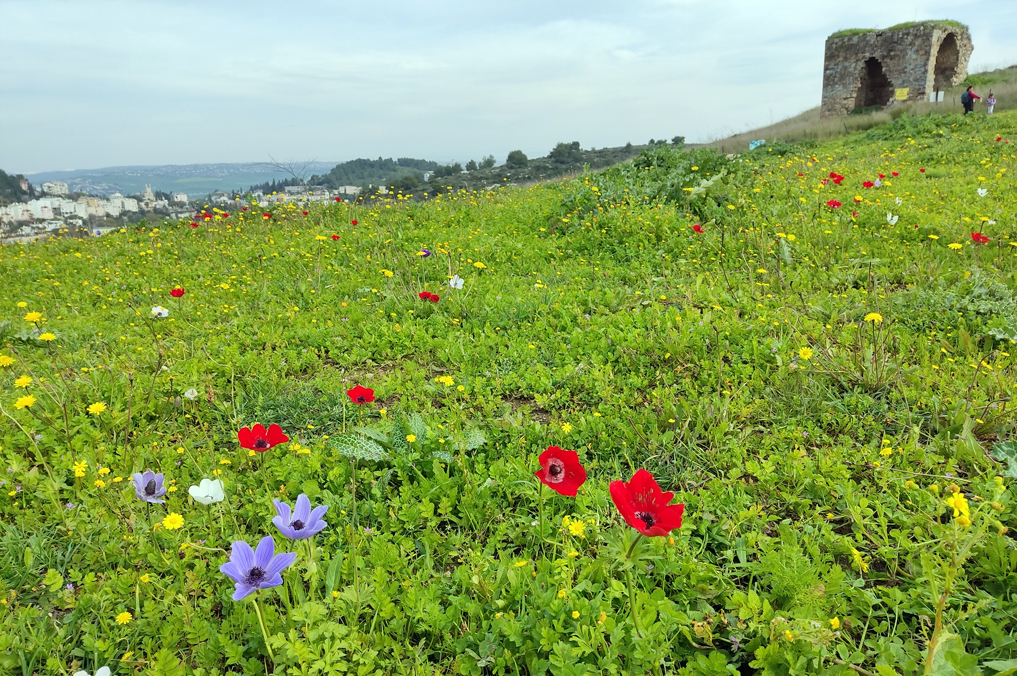 פריחת כלניות צבעוניות סביב חורבת קירה - רמות מנשה