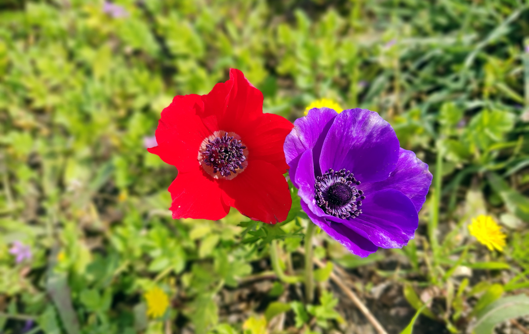 צמד כלניות צבעוניות בעמק השלום ברמות מנשה