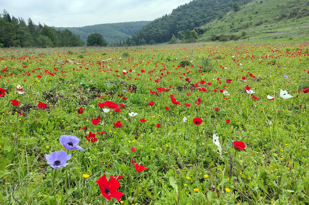 פריחת כלניות צבעוניות בעמק השלום - נחל סנין, למרגלות מצפור סיון ברמות מנשה