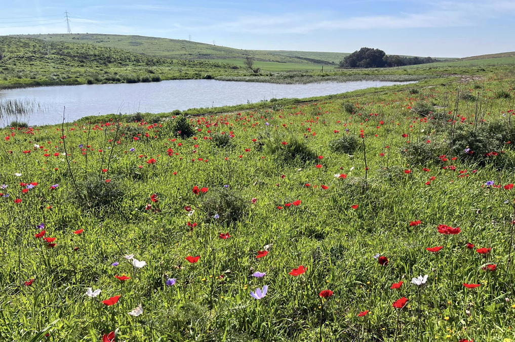שלולית חורף ופריחת כלניות, בחלקו העליון של נחל רז -רמות מנשה / צילום: אורן רז