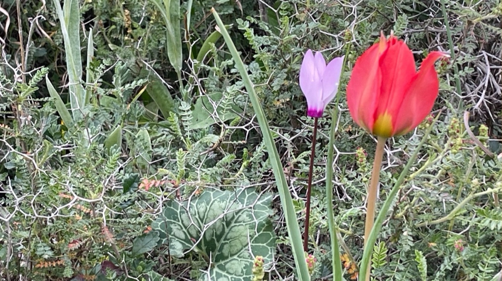 צבעוני ורקפת ביער גילה