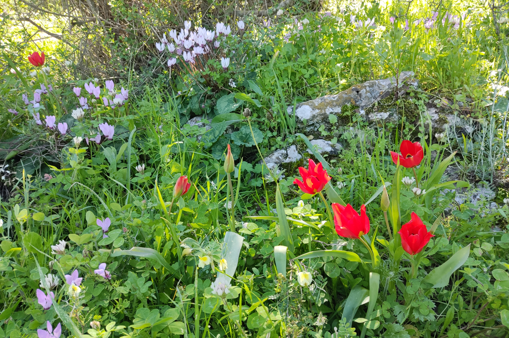 פריחת צבעונים ורקפות בחניון חורבת חנות