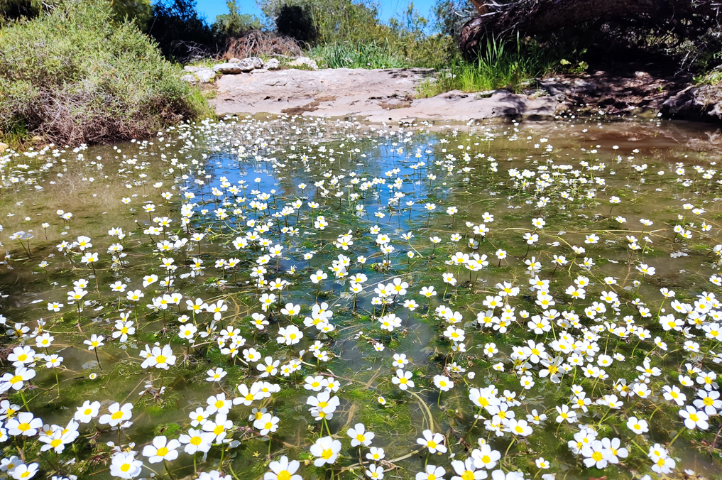 פריחת נוריות מים בשלולית חורף הר יערן בהרי יהודה