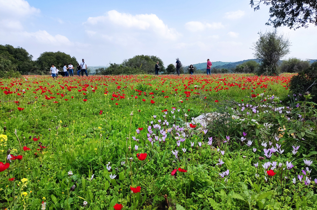 פריחת רקפות וכלניות בפארק עדולם