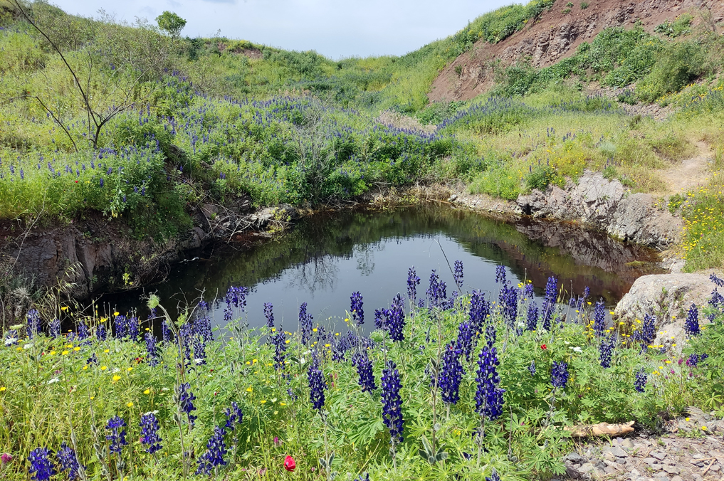 פריחת תורמוסים במחצבת רמת צבי