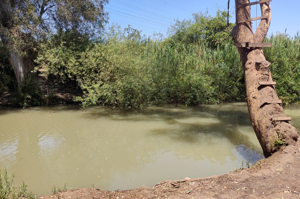בריכת הנפתול והעץ שלצידה