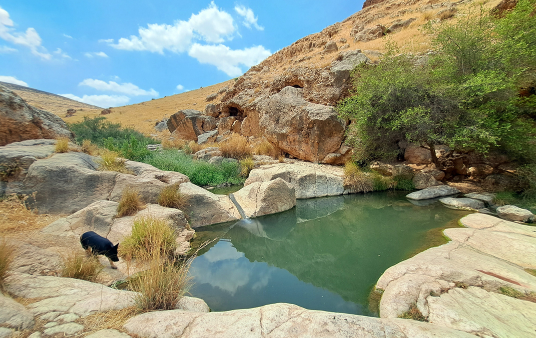 בריכת אפרים בנחל פצאל
