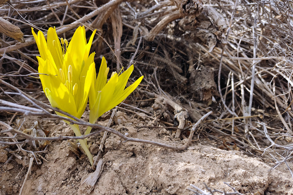 חלמוניות פורחות בשמורת ירוחם