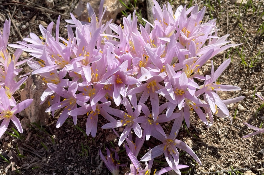 חורבת ארזה פריחת סתווניות היורה