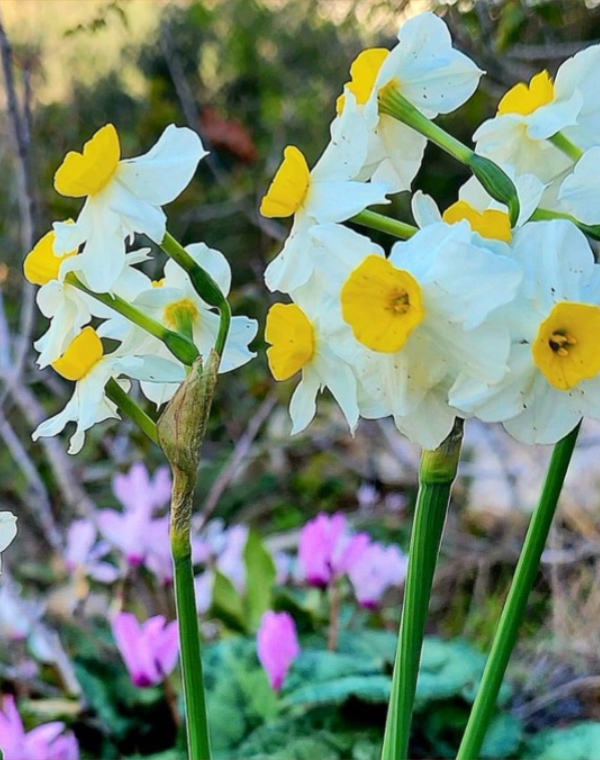 דיווחי פריחה, פריחת נרקיסים רקפות 2024
