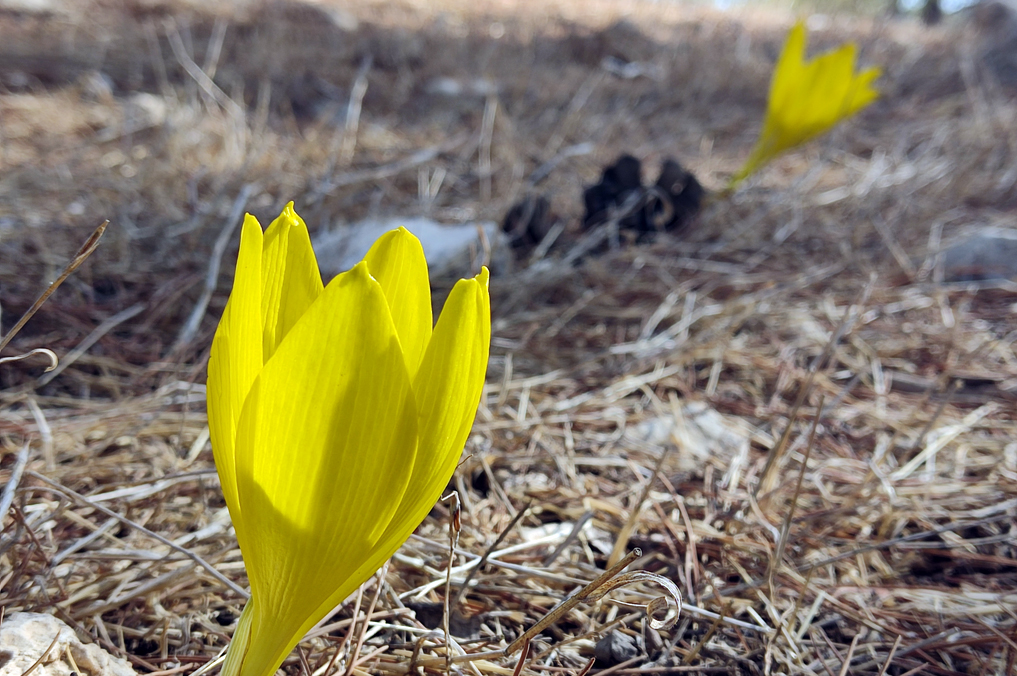 חלמוניות יער יתיר, ליד היישוב שני ליבנה